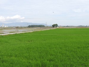 SUASANA bendang yang menghijau di Kampung Permatang Rawa Hujung, Seberang Jaya, SPT. 