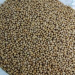 KACANG soya yang diimport dari Kanada dan Amerika Syarikat.