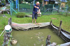 YAP Sin Wai sedang memberi makan ikan talapia yang dibela.  