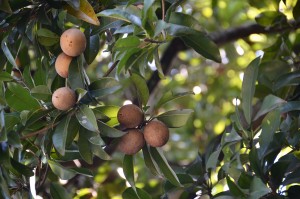 POKOK dan buah ciku. 