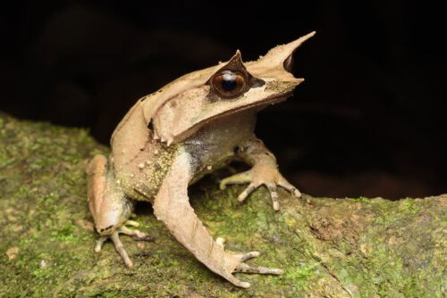malayan horned frog (megophrys nasuta)